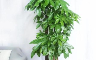 招财树怎样养，适宜生长温度为18-28℃