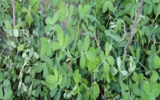 怎么防治花生青枯病，要进行水旱轮作、发现病株需拔除并烧毁