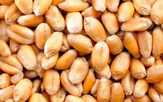 优质小麦种子介绍，要选择适合当地栽种的品种