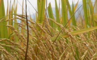 黄广金占水稻种子特点，全生育期124.5天