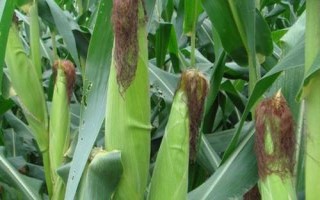 金穗338玉米种子介绍,出苗至成熟126天
