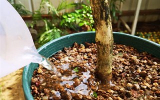 桂花怎么养护才可以更旺盛，每隔一周浇水1-2次