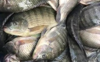 罗非鱼是不是福寿鱼，别称福寿鱼、吴郭鱼