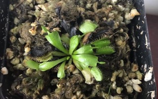 捕蝇草生长期间有什么变化，种子萌发进入生长期会开花长叶、叶片成熟后会逐渐枯黄掉落