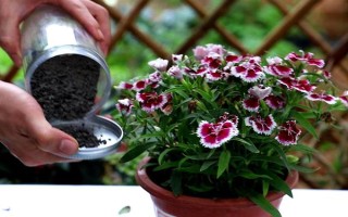 怎么修剪石竹花，刚种下就要立刻进行修剪