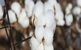浙大7号棉花种子特点,该品种全生育期117.5天