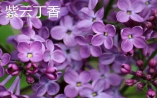 丁香花开放时间，不同品种的花期各有差异