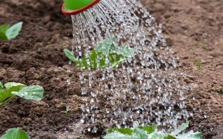 卷心菜能直接播种吗，可直接播种但尽量选择优质的种子