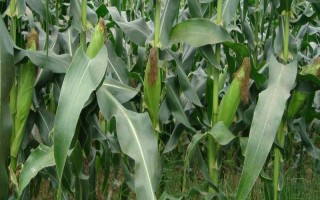 恒育218玉米种子特点，出苗至成熟128天