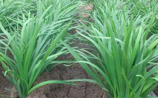 韭菜根蛆的危害，会危害鳞茎