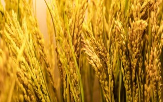 珞优9348水稻品种的特性,秧田亩播种量10公斤