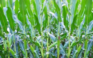 金赛06-9玉米种子特征特性,密度4000株/亩