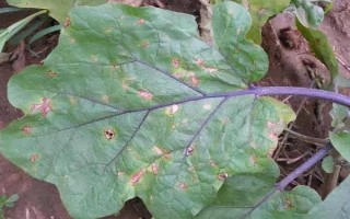 茄子有哪些病虫害，常见的有褐纹病、疫病、炭疽病等