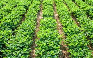 花生病虫害防治方法，常见病害有茎腐病、根腐病等