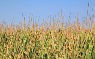 高农10号玉米种简介，中抗茎腐病