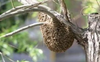 野生蜜蜂的捕捉方法,将蜂蜡涂抹在蜂箱中可起到引诱效果
