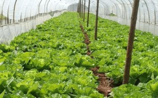 菜棚湿度大怎么办,应尽可能减少浇水次数和灌水量
