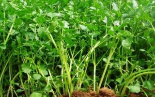 让芹菜种子快速出苗的方法，用温水浸泡后可放在适温环境中催芽