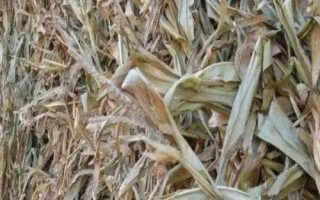 秸秆是什么，是指农作物成熟脱粒后剩余的茎叶部分