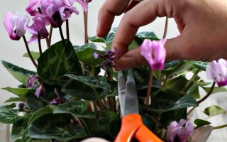 仙客来花落后如何处理，要对其进行修剪