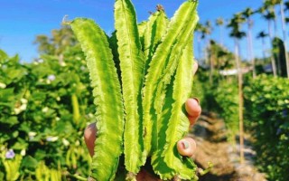 四棱豆的常见品种，有早熟翼豆833、83871等