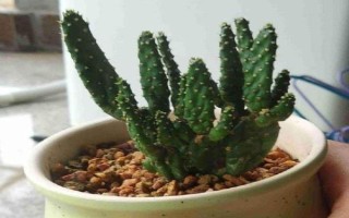 仙人掌有什么花语，具有坚强、等待、心底的爱等含义