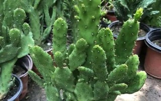 千手观音仙人掌开花所需时间，一般需要3年才能看到花朵