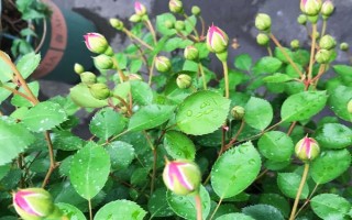 月季花如何养殖，要遵循干透浇透的浇水原则