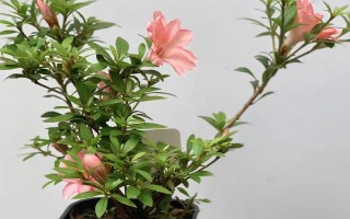 日本杜鹃花怎么养，喜欢冷凉的气候环境
