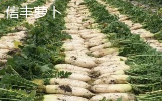 我国哪些地方产的萝卜有名，产地众多各有特点