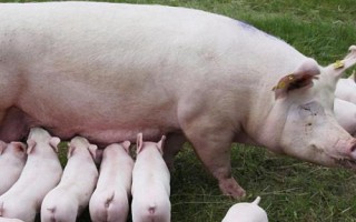 母猪不吃食的原因，可能是体内胎儿逐渐增长导致的