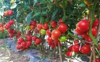 番茄空心的原因，品种、受精不良或温度过高等均会导致