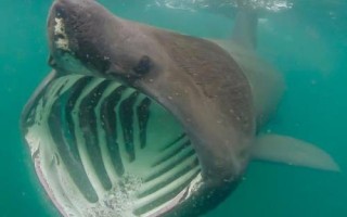 姥鲨以什么为食，以浮游生物、小型鱼类、虾类为食