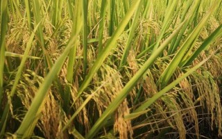冈8优638水稻种子介绍,籼型三系杂交水稻品种