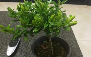 栀子花不开花的原因，主要是湿度过低、光照不足、施肥不当引起