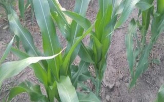 辉青901玉米品种的特性,生育期122天左右