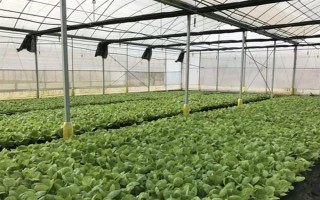 夏季蔬菜育苗要注意什么，及时分苗间苗可让秧苗更粗壮