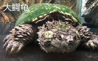 大鳄龟和小鳄龟的区别，外观、捕食方法均不同