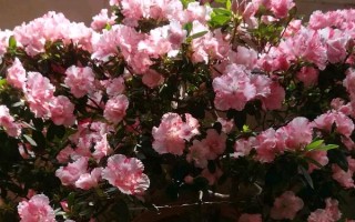 日本杜鹃花怎么养，喜欢冷凉的气候环境