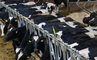 奶牛养殖误区，常见这4点