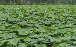 种植莲藕每亩需投资多少钱，每亩投资成本为6700元左右