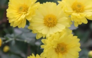 菊花的别称，具有寿客、金英等叫法