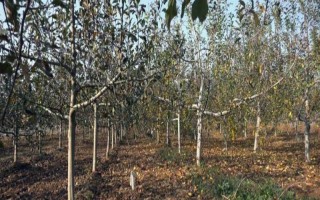 果树冬季清园时间，在12月份左右清园不会伤害植株