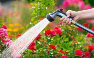 地栽月季不长如何处理，需要及时为其浇水施肥