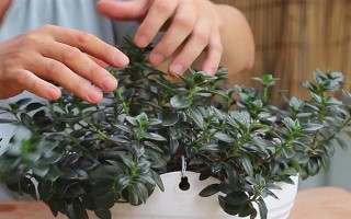 金鱼吊兰掉叶子如何补救,需遮挡强光并及时补水