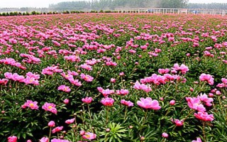 芍药的种植时间，以8-9月份为宜