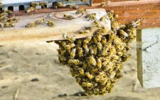 中蜂秋季分蜂在几月，每年的9-10月发生得最为集中