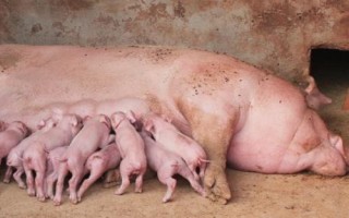 母猪的产后如何护理，首先要做的就是检查母猪的胎衣