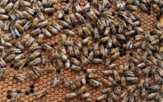 意蜂一直喂能加快繁殖吗，在一定程度上能加快繁殖