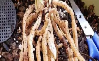 荷花为什么会烂根，可能是水量过多、施肥过量等因素造成